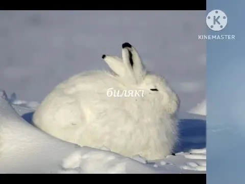 Смешные зайцы в снегу