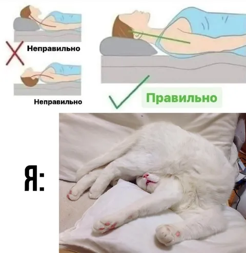 Как правильно спать коту