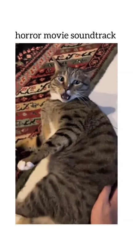 Cat on a Horror Movie Soundtrack