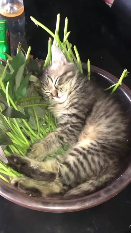 Котёнок среди зелени