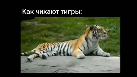 Как чихают тигры и волки