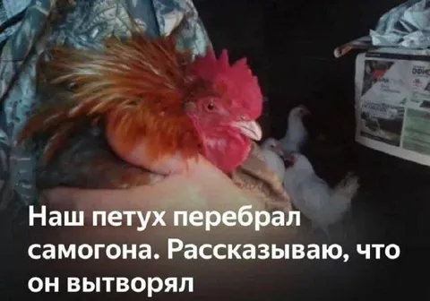 Петух перебрал самогона