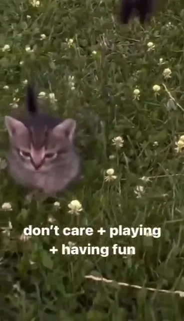 Kittens Playing Without a Care