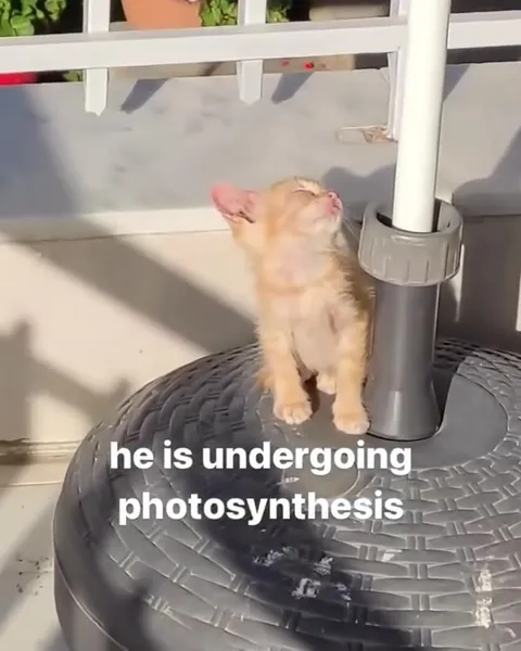 Kitten Undergoing Photosynthesis