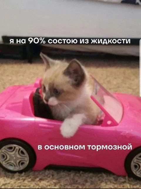 Кот на 90% состоит из жидкости