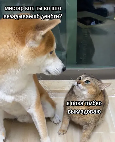 Кот вкладывает деньги