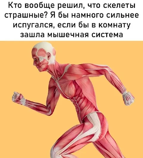 Мышечная система страшнее скелета