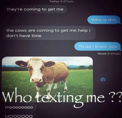 Cow Texting Meme