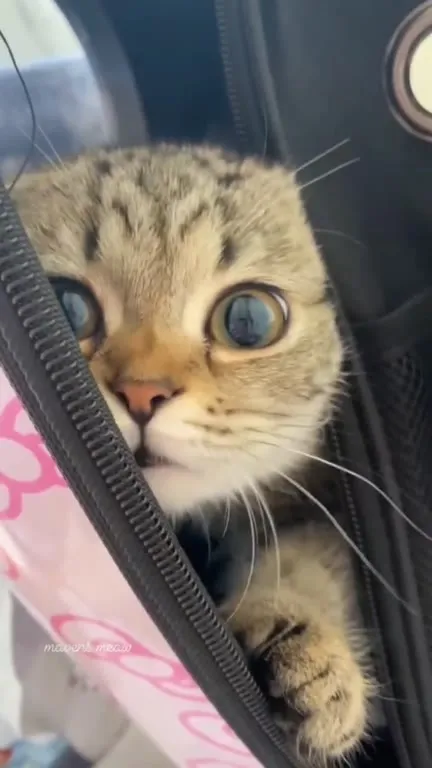 Кот выглядывает из сумки