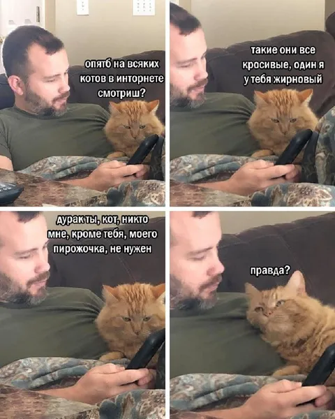 Кот ревнует к другим котам