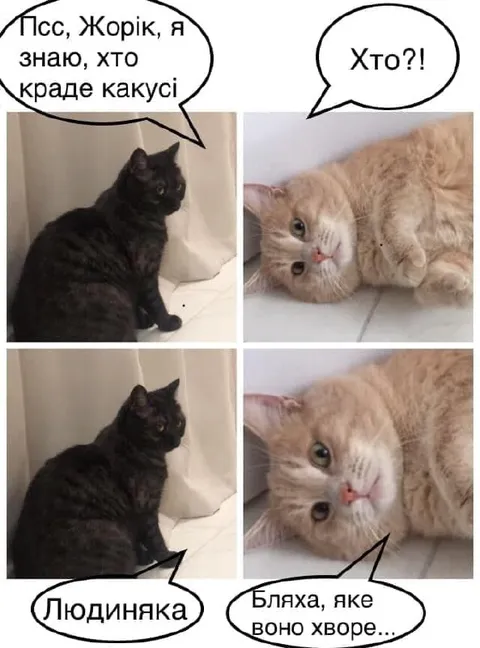 Коты раскрывают вора какашек