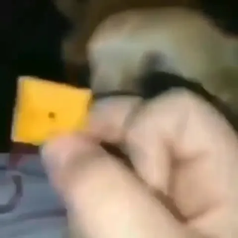 Собака охотится за сыром