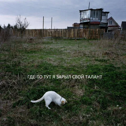 Кот зарыл свой талант