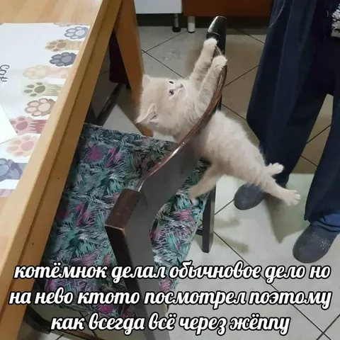 Котёнок всё делает через жёппу