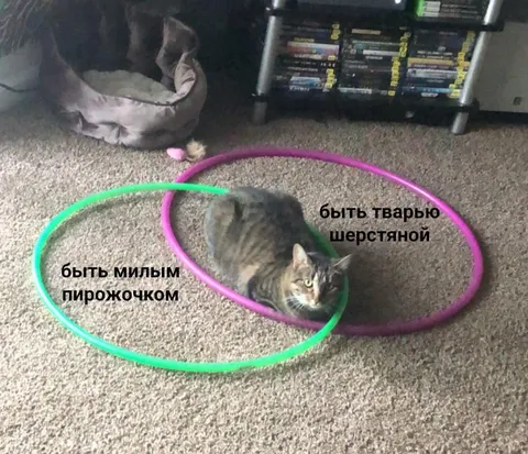 Милый пирожочек или шерстяная тварь