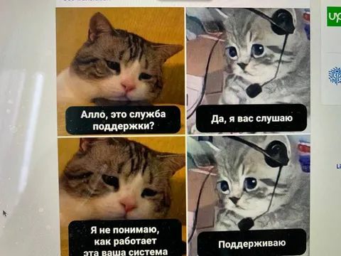 Коты звонят в службу поддержки