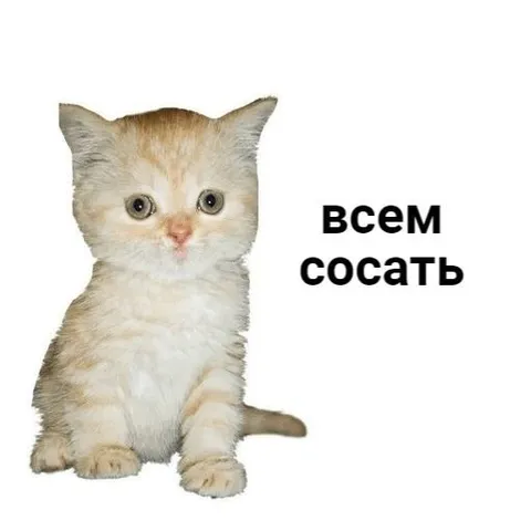 Котёнок с грубой подписью