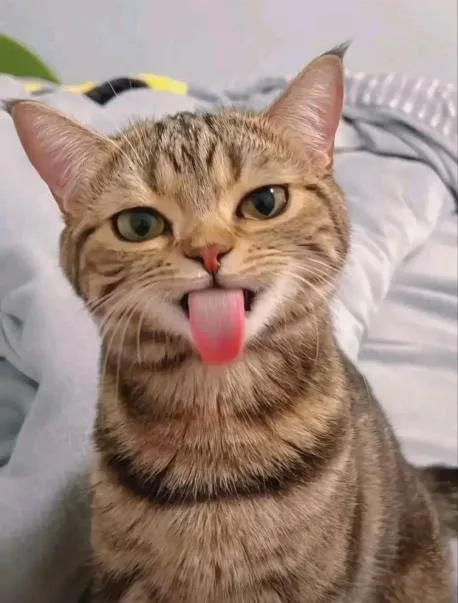 Кот с высунутым языком