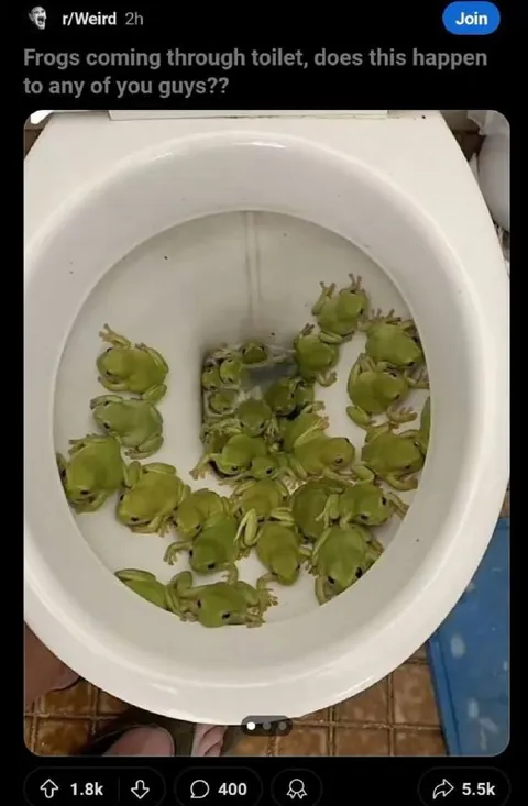 Frogs Coming Through the Toilet