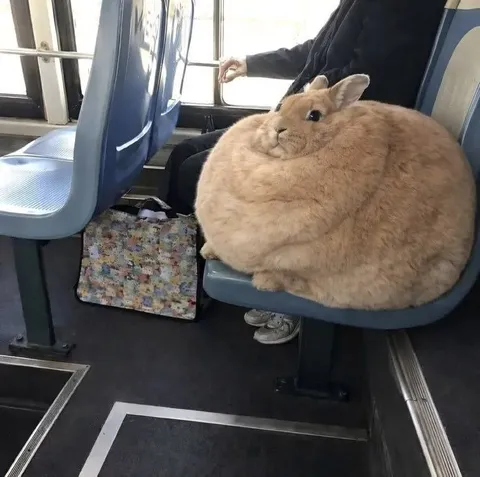 Огромный кролик в автобусе