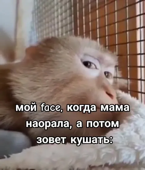 Макака после ссоры с мамой