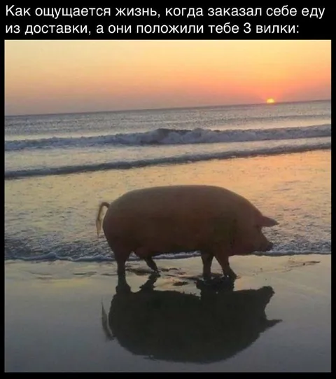 Жизнь с тремя вилками