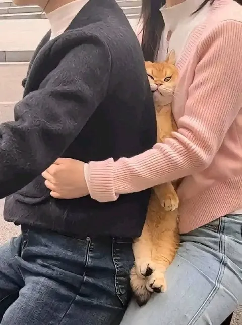 Кот между двумя людьми
