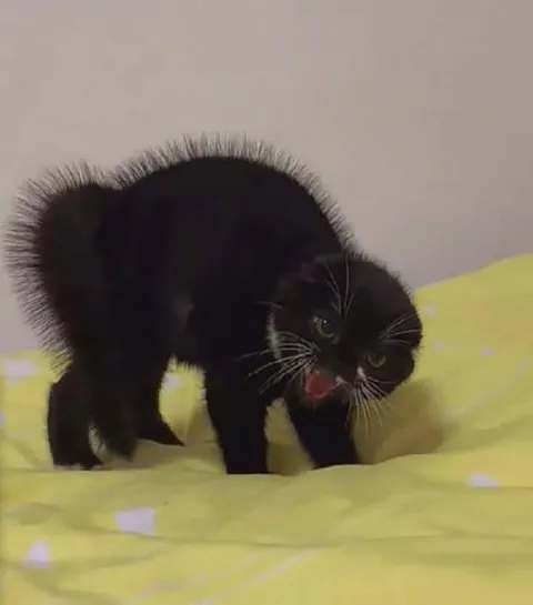 Разъярённый чёрный котёнок