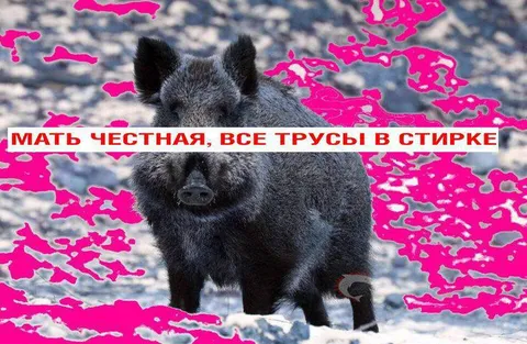 Все трусы в стирке