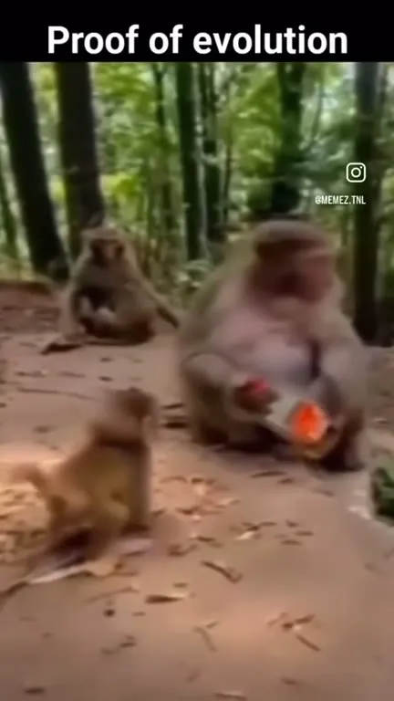 Proof of Evolution Monkey Fight