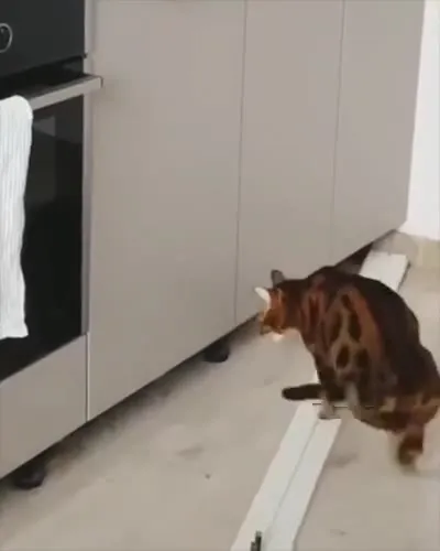 Кот чинит кухонный шкаф