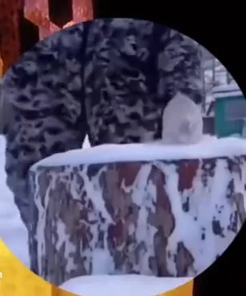 Кот в снежном оцепенении