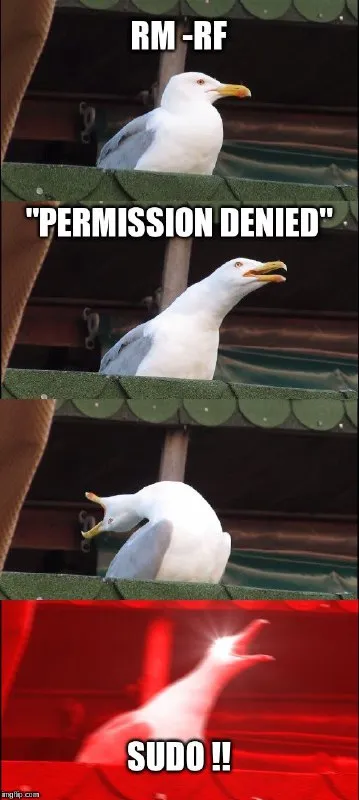 Permission Denied Sudo Seagull