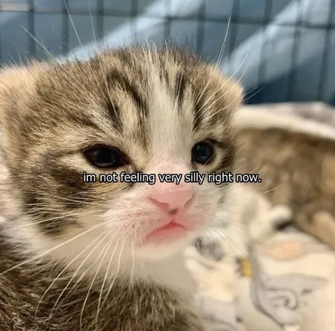 Not Feeling Very Silly