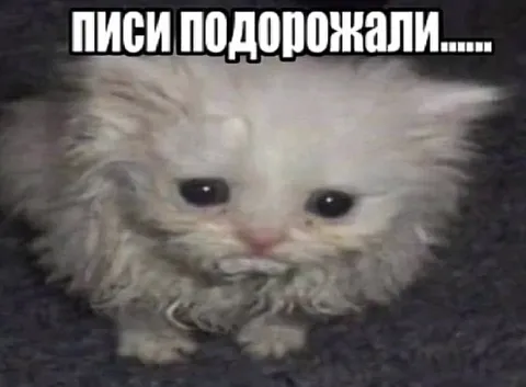 Грустный котик после дрожи