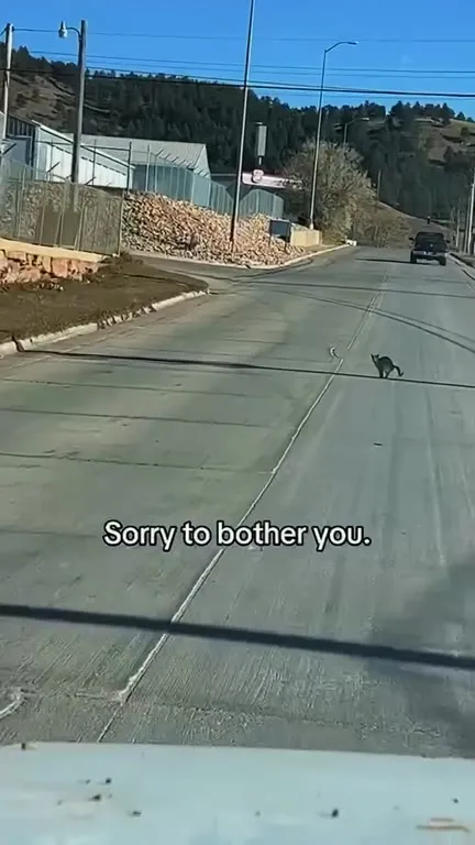 Sorry to Bother You Cat Crossing
