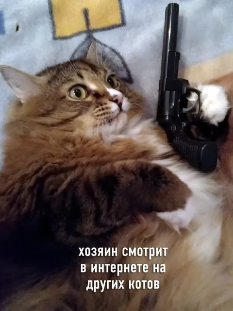 Хозяин смотрит на других котов