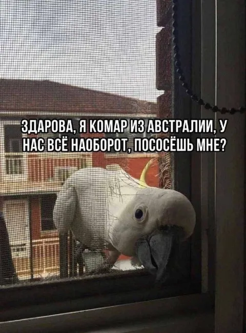 Комар из Австралии