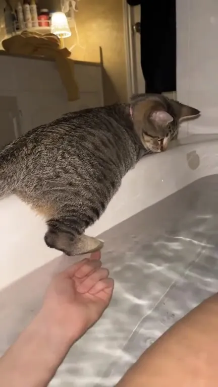 Кот не удержался на краю ванны