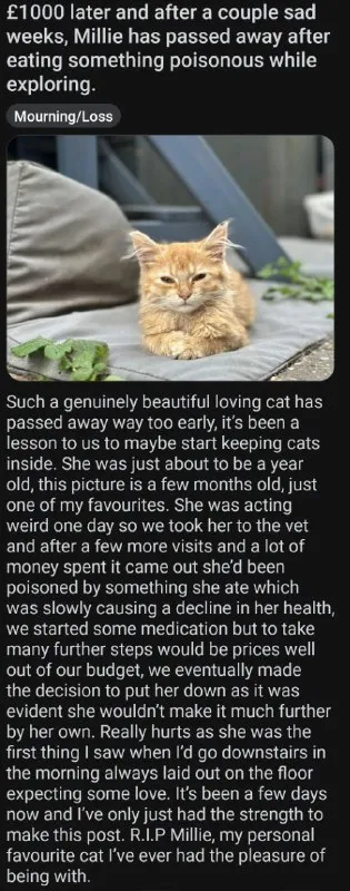 Mourning Millie the Cat