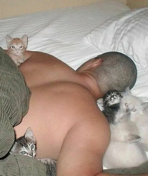 Котята на спине