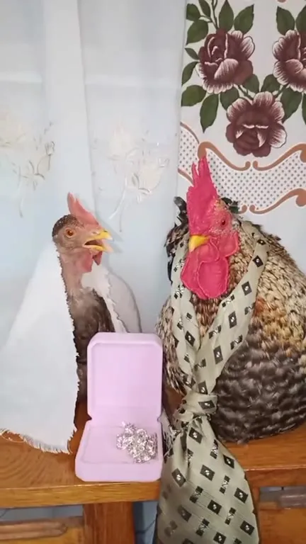 Свадьба курицы и петуха
