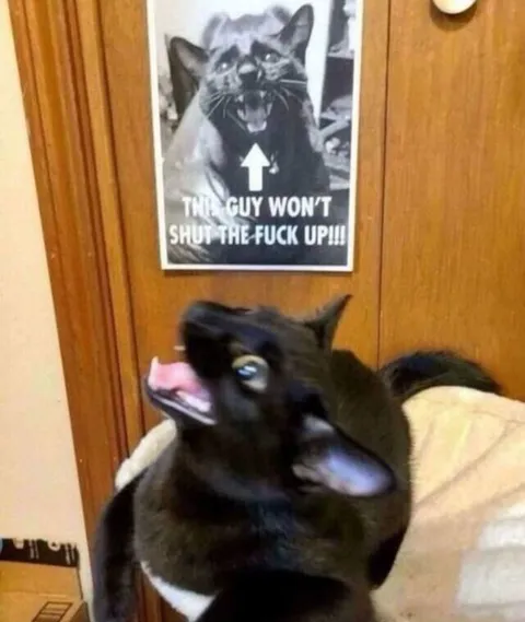 Cat Won’t Shut the Fuck Up