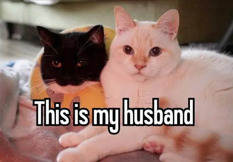 This Is My Husband Cats