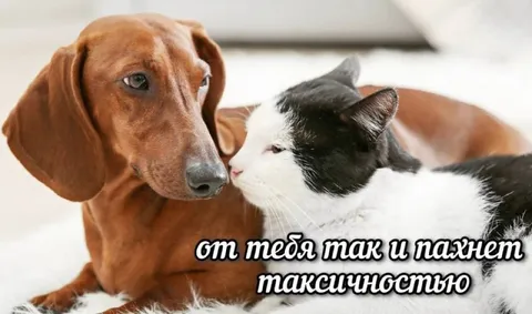 Пахнет токсичностью