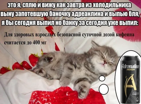 Котята ждут банку адреналина