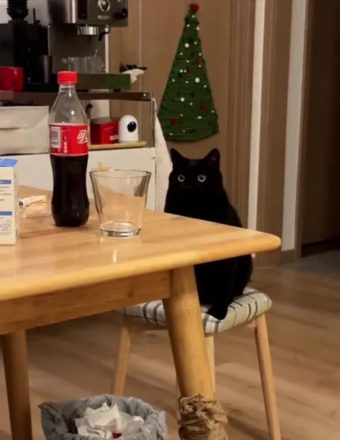 Кот ждёт колу за столом