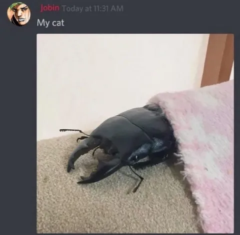 My Cat Is a Beetle