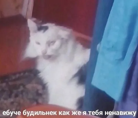 Кот ненавидит будильник