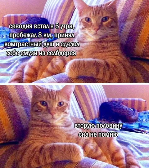 Кот после продуктивного утра